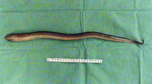 The recovered eel.